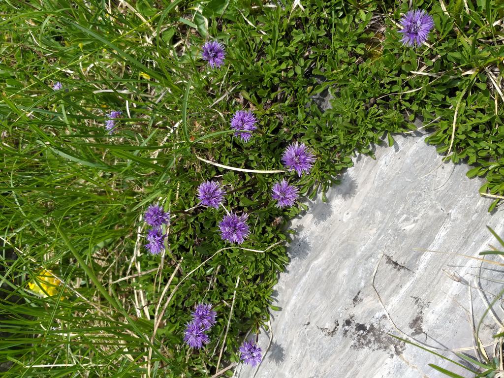 Globularia cordifolia?  S...